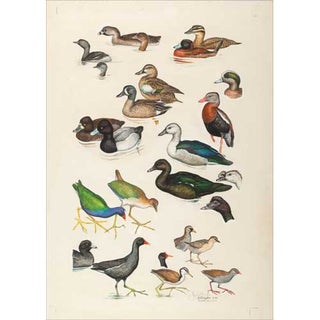 Item #PLG03 Original Field Guide Art by John A. Gwynne: Grebes, Ducks, Rails, Jacana