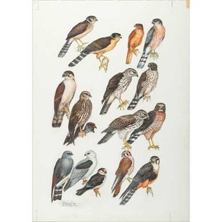 Original Field Guide Art by John A. Gwynne: Birds of Prey