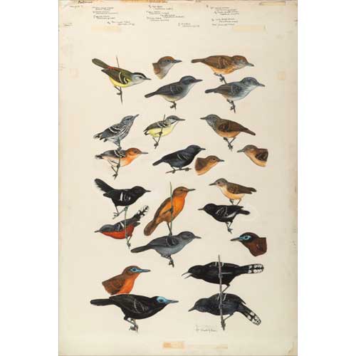 Item #PLG21 Original Field Guide Art by John A. Gwynne: Antwrens and Antbirds