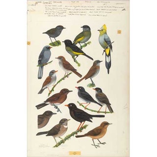 Item #PLG29 Original Field Guide Art by John A. Gwynne: Wrenthrush, Silky-Flycatchers, Thrushes