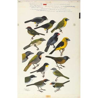 Item #PLG37 Original Field Guide Art by John A. Gwynne: Finches I