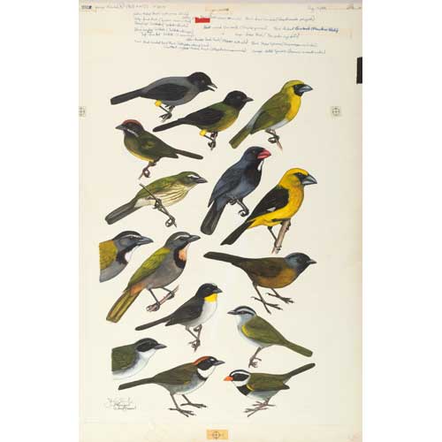 Item #PLG37 Original Field Guide Art by John A. Gwynne: Finches I