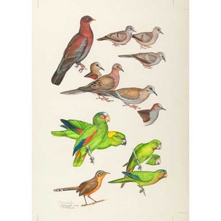 Item #PLG42 Original Field Guide Art by John A. Gwynne: Additional Pigeons, Parrots, Cuckoos