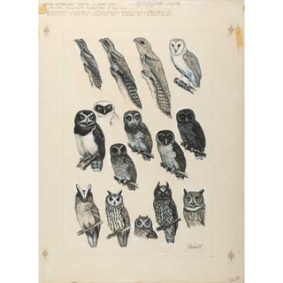 Item #PLGV8 Original Field Guide Art by John A. Gwynne: Curassows and Small Owls