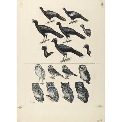Item #PLGV9 Original Field Guide Art by John A. Gwynne: Potoos and Larger Owls
