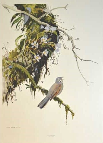 Item #PRBBSO George Miksch Sutton Limited Edition Print: Mexican Bird Portraits: Brown-backed Solitaire. George Miksch Sutton.