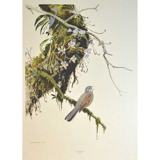George Miksch Sutton Limited Edition Print: Mexican Bird Portraits: Brown-backed Solitaire