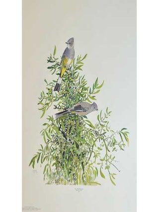 George Miksch Sutton Limited Edition Print: Mexican Bird Portraits: Gray Silky Flycatchers. George Miksch Sutton.