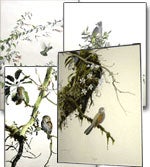 Item #PRSET George Miksch Sutton Prints: Limited Edition - Set of Four Mexican Bird Portraits....