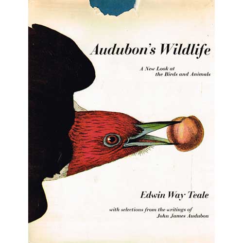 Item #R10101804 Audubon's Wildlife. Edwin Way Teale.
