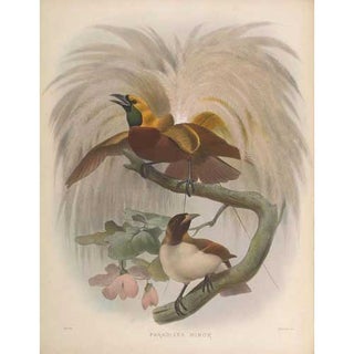 Item #R31040 A Monograph of the Paradiseidae, or Birds of Paradise. Daniel Giraud ELLIOT